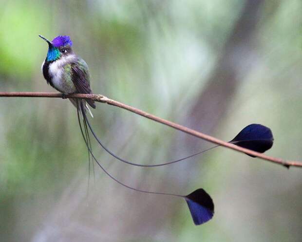 Фотография: 20 колибри крупным планом: удивительная красота крошечных птичек №6 - BigPicture.ru