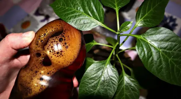 Дешевое и всем доступное средство для здоровой рассады