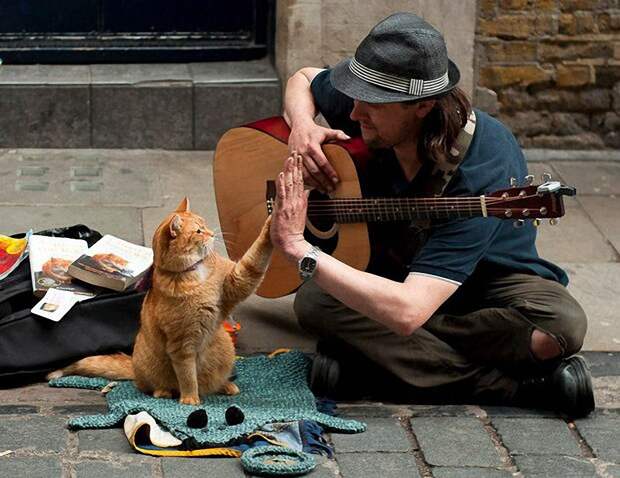 Bobthecat08 Рыжий кот Боб