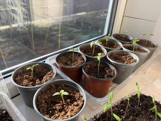 Томаты не радуют: 5 причин, почему рассада помидоров растёт плохо и что с этим делать