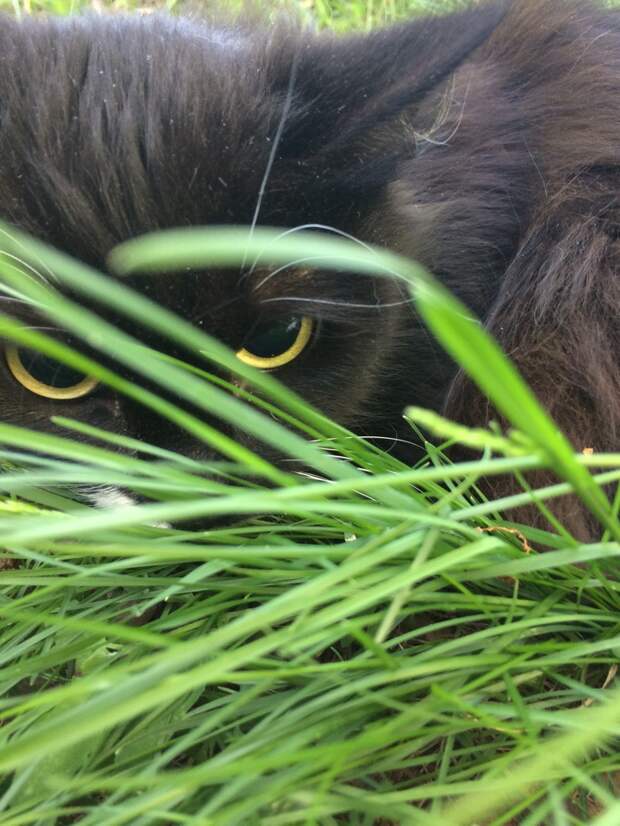кошка сидит в траве