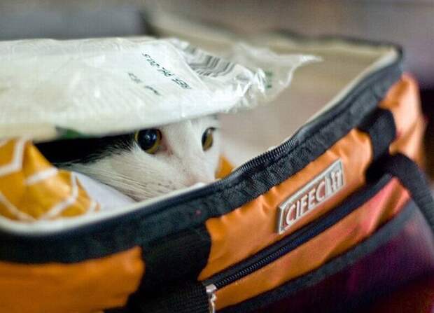 Смешные кошки