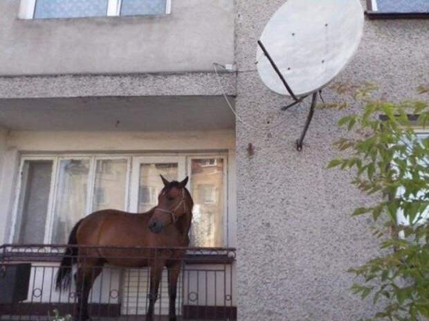 Необъяснимые вещи, которые кто-то ведь одобрил Необъяснимые вещи, которые кто-то ведь одобрил