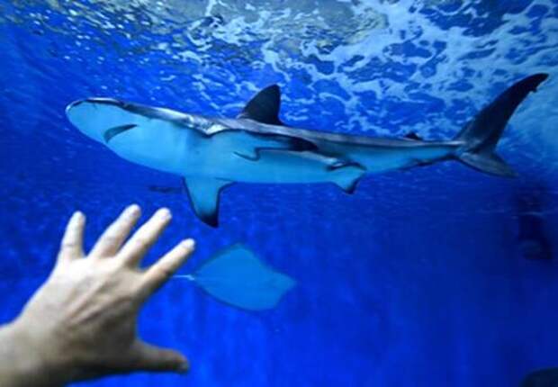 В Египте из-под воды достали части фундамента одного из семи чудес света