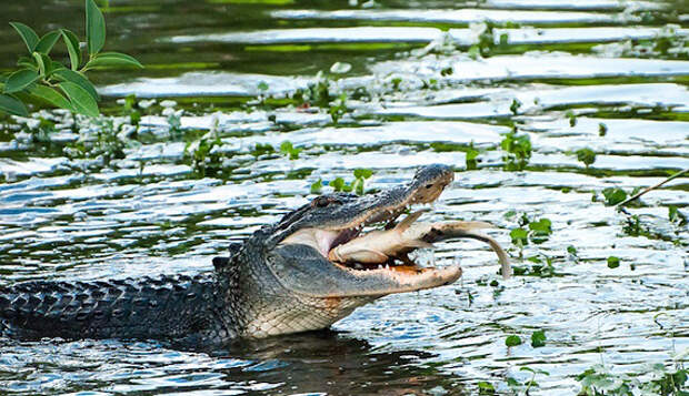 Том Самуэльсон: сезон охоты