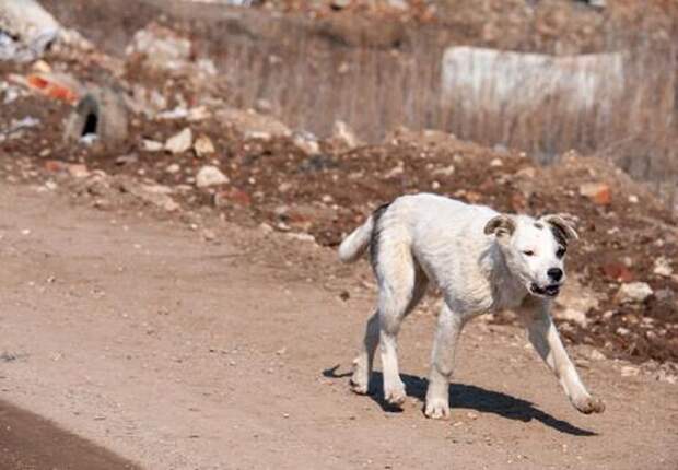 В Сочи проверяют нападение стаи бродячих собак на девочку и её домашнего питомца
