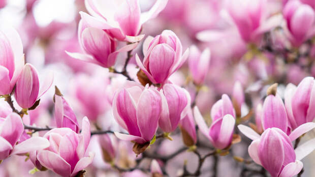 7 растений, которые цветут в России зимой