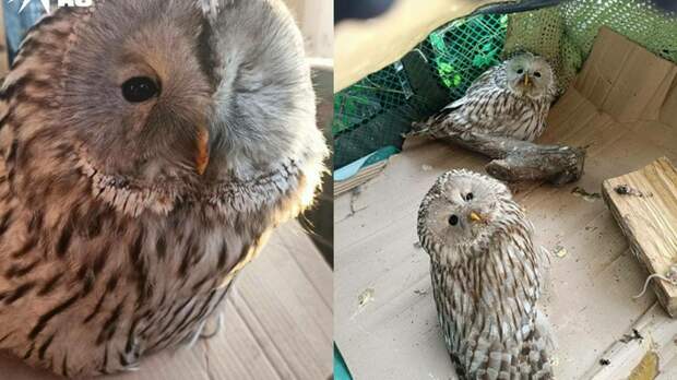 Под Новосибирском в новогодние праздники спасли двух краснокнижных сов