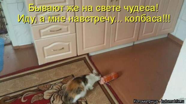 Лучшие котоматрицы недели