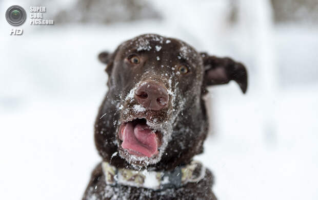Снег — собачье счастье.  (Radford Davis)