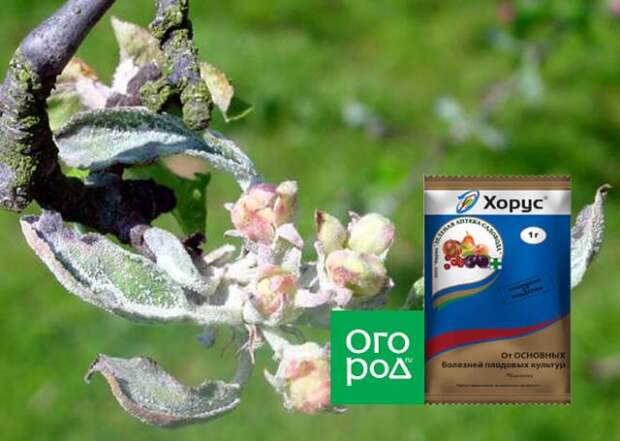 Обработка плодового сада Хорусом