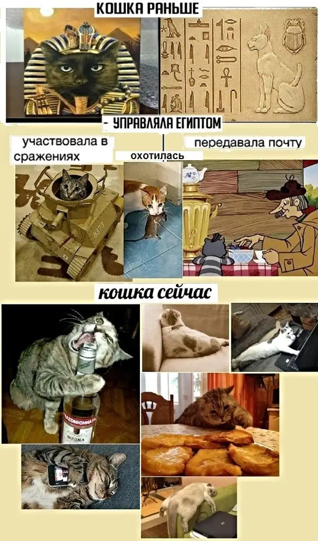 Кошки раньше. Кот раньше. Кошки раньше и сейчас. Кошки раньше кошки сейчас. Кошки раньше кошки сейчас Мем.