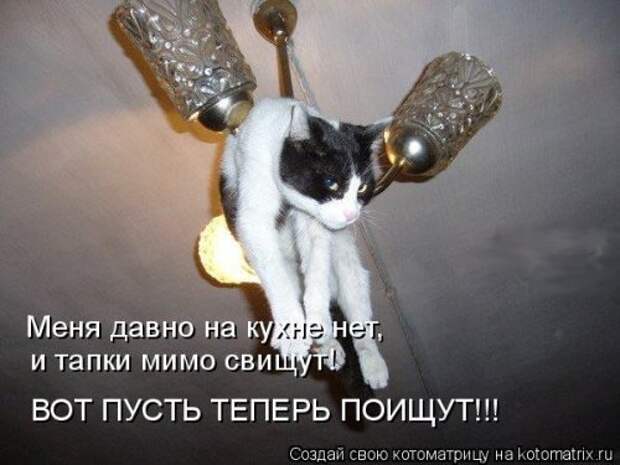Лучшая котоматрица недели