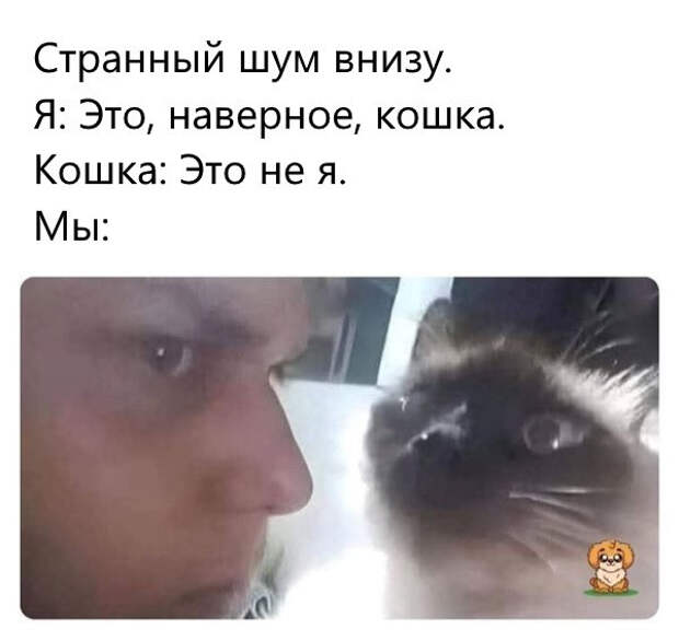 Прикольные мемы для тех, кто любит кошек: «Странный шум внизу…» (20 фото)