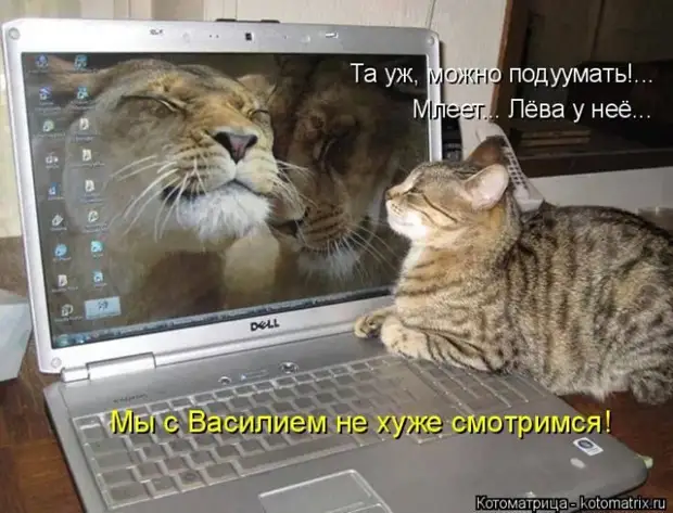 Лучшие котоматрицы