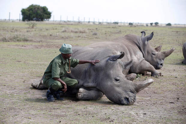 Носороги в национальном парке Лайкипия, Кения