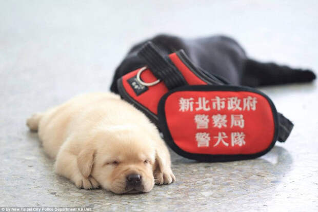 Полиция Тайваня взяла на службу самых милых четвероногих сотрудников в мире Тайвань, животные, милота, полиция, служба, собака, щенок