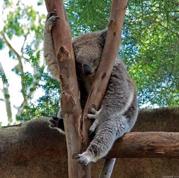 Самые удивительные факты о коалах