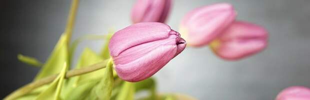 Алматинки начали перепродавать подаренные на 8 Марта букеты