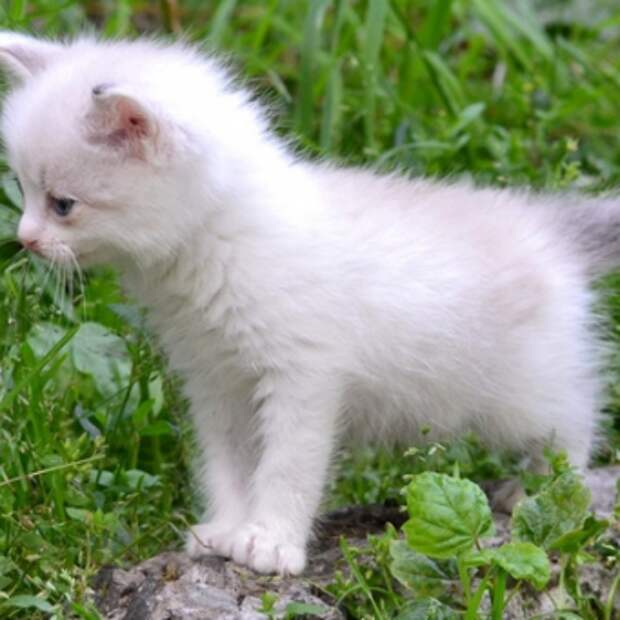 как приучить котенка
