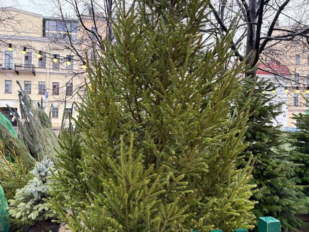 Петербуржцам рассказали, куда можно сдать живую елку