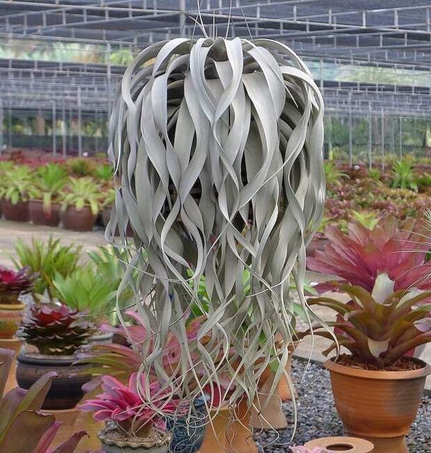 Tillandsia xerographica - растение волосы Tillandsia xerographica - растение волосы