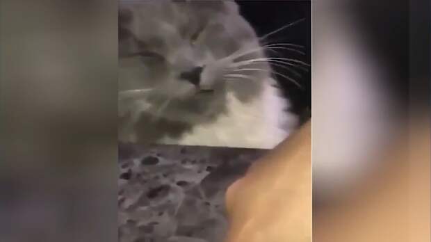 Умеют ли плакать коты