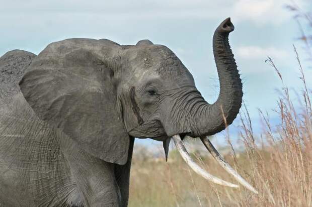 Продолжительность жизни слона. Сколько лет живет слон в различных условиях?