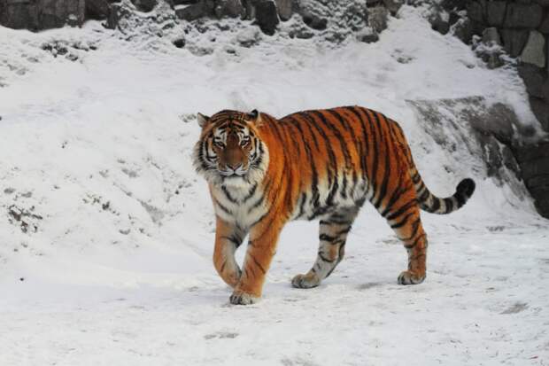 Названа причина смерти амурского тигра Амадея из Ленинградского зоопарка