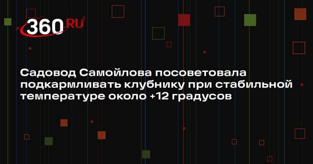 Садовод Самойлова посоветовала подкармливать клубнику при стабильной температуре около +12 градусов