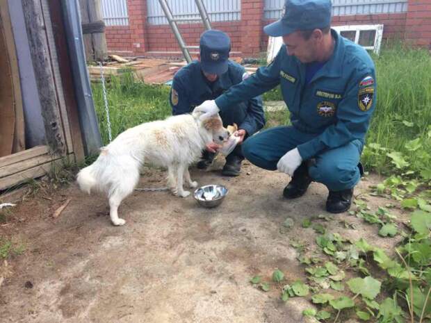 Сотрудники МЧС каждый день приезжали в пустой дом, чтобы покормить когда-то спасенную ими собаку... И это закончилось очень неожиданно!