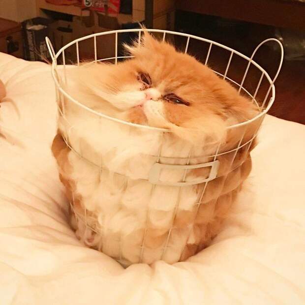 кот в корзине для белья