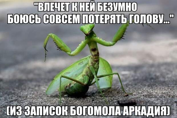 Прикольные картинки (102 фото) Прикольные картинки (102 фото)