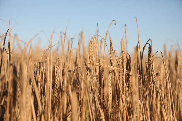 Сирия наращивает объемы выращивания пшеницы