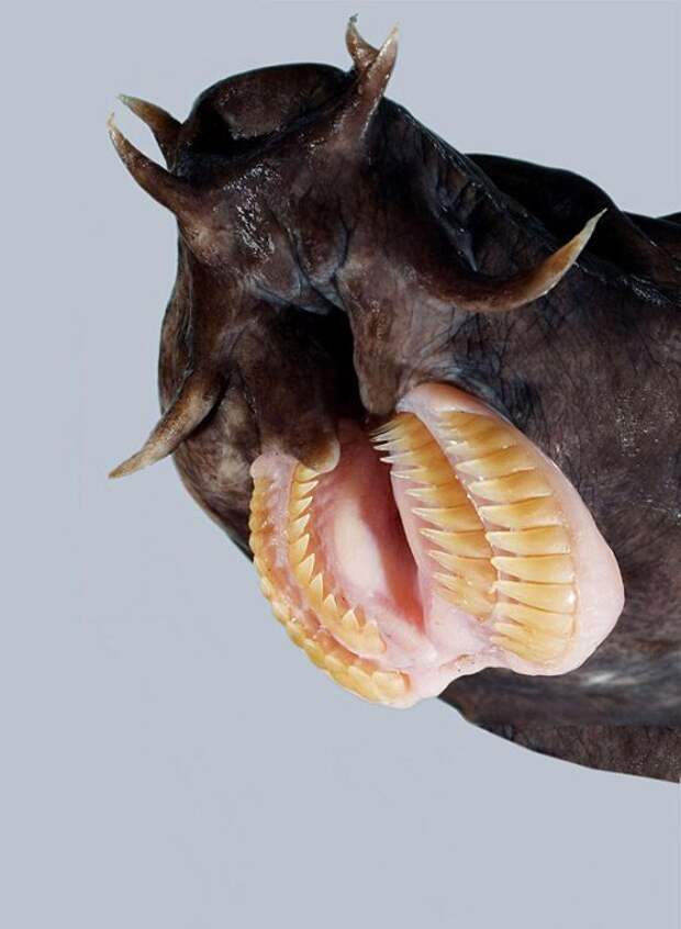 Удивительные факты о животных Удивительные факты о животных