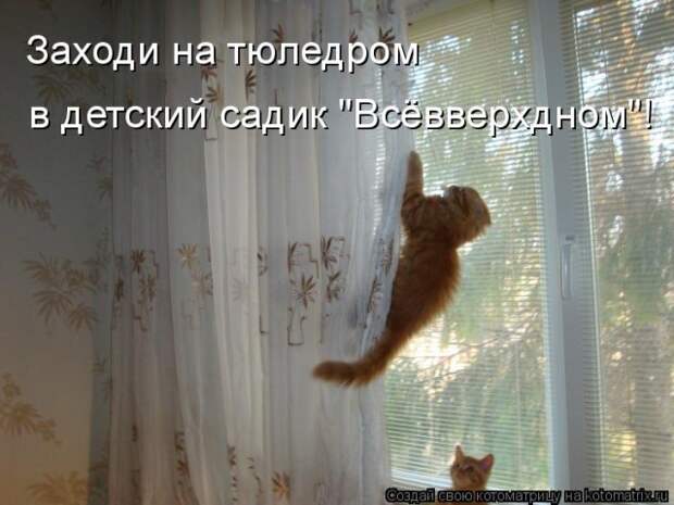 Лучшие котоматрицы недели (50 фото)