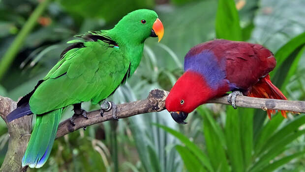 Рис. 2. Пара благородных красно-синих попугаев (Eclectus roratus)
