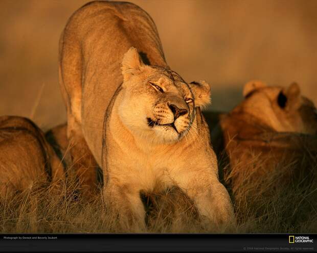 Большие кошки в объективе National Geographic