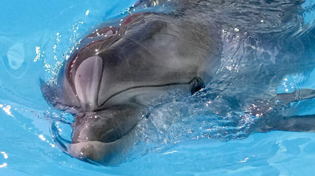Полиция прокомментировала похищение мужчины стаей дельфинов