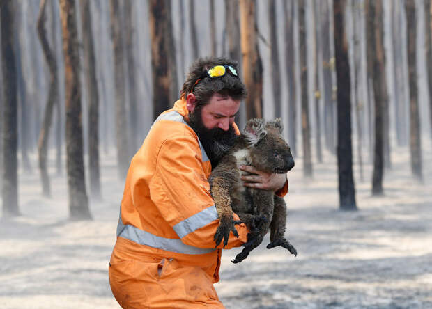 Спасатель несет коалу в горящего леса, она сильно пострадала