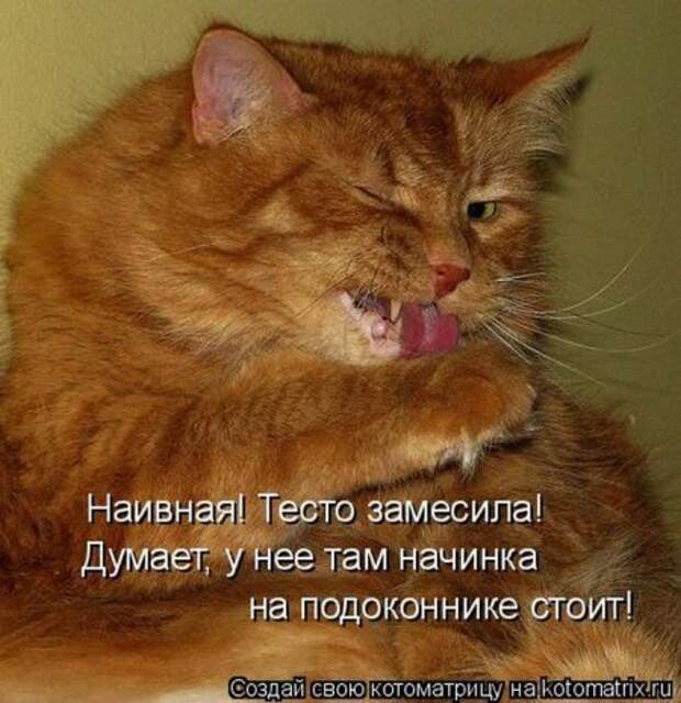 Смешная котоматрица