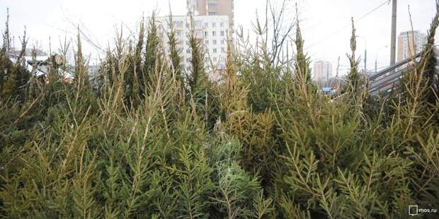 Пункты по утилизации новогодних ёлок в Молжаниновском откроются 2 января
