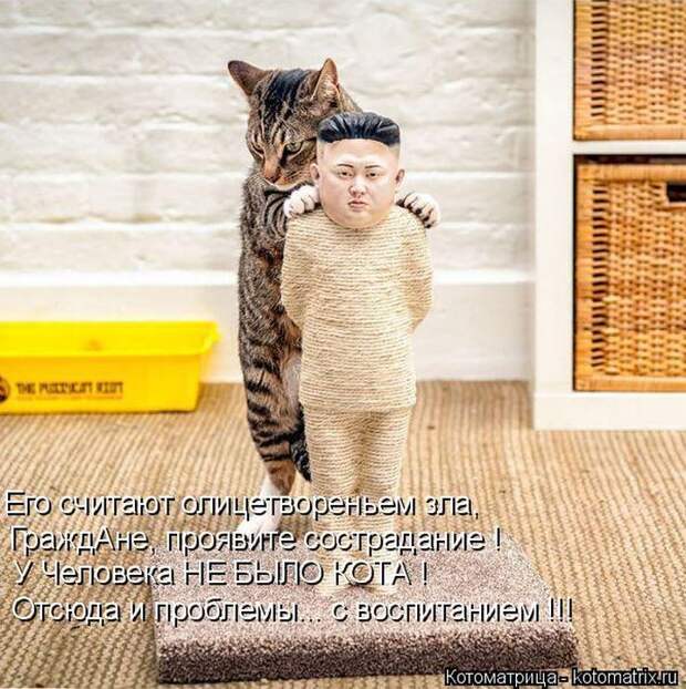 Лучшие котоматрицы недели (50 фото)