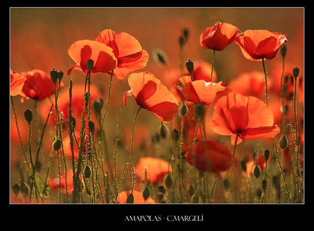 Poppies