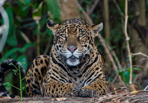 ГЭС в низинных тропиках оказались угрозой для местообитаний тигра и ягуара