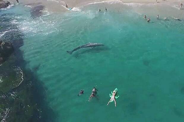 В США крупный серый кит