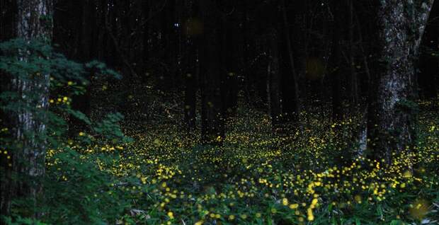 Магия живого света Магия живого света биолюминесценция, животные, насекомые, свет, свечение