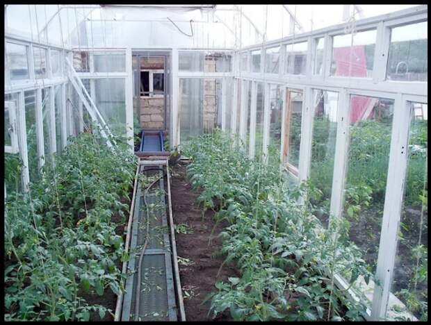Как я выращиваю томаты без рассады