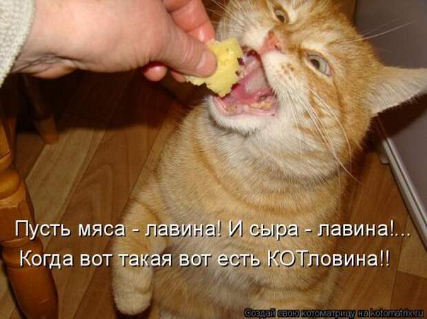 Новая котоматрица (30 фото)