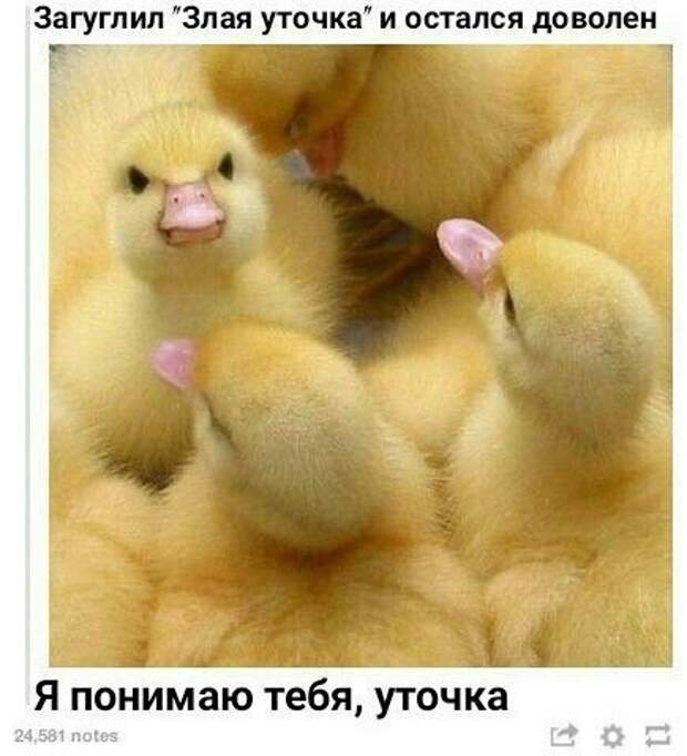 Прикольные картинки воскресного дня (27 шт)